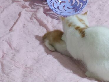 Pişiklər: Şotland yastı qulaq, Yaxşı əllərə — 6