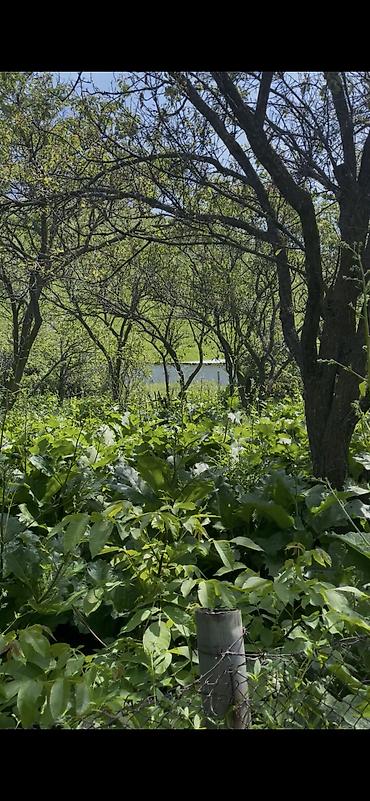 сел: 5 соток, Красная книга — 4