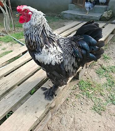 brahma: Brama xoruzu — 1