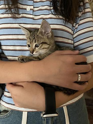 слиф пантеры: Кошка даром: Беспородная, 1 месяц, Мальчик — 1