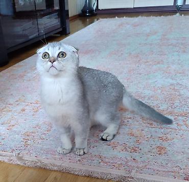 Pişiklər: Şotland, Ünvandan götürmə — 8