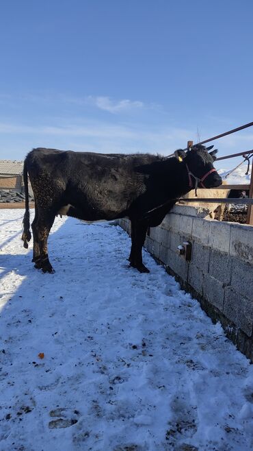 Коровы, быки: Продаю | Корова (самка) | Полукровка | Для молока | Привязанные — 2