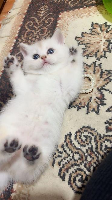 Pişiklər: Şotland — 8