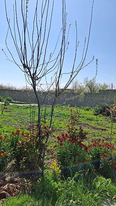 Həyət evləri və villaların satışı: 4 otaqlı, 175 kv. m, Kredit yoxdur, Yeni təmirli — 5