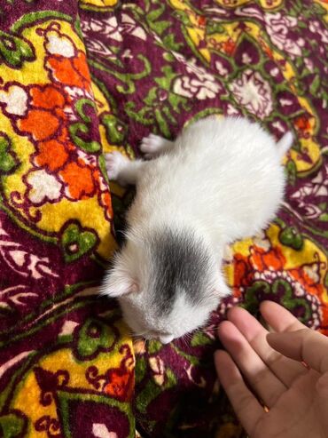 котята саванна купить: Котёнок белого окраса с серым пятном на голове. Плюшёвая короткая