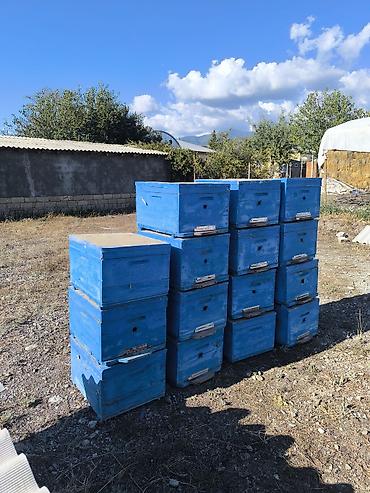 top 3 ev heyvanları: Arıçılıq üçün mavi rəngli taxta arı pətəkləri. korpus yoxdur — 1