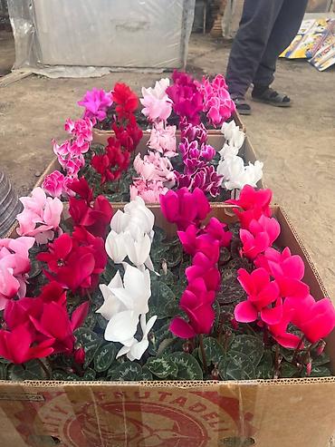 Садовые цветы и кустарники: Рассада цветка — 5