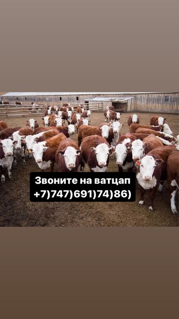 суту уйлар: Бычки телята тёлучки +7)747)691)74)86) вотсап Бычки телята тёлки