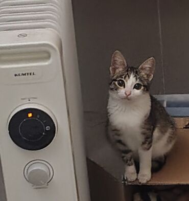 Pişiklər: Tabbi, Dişi, Yaxşı əllərə, Pulsuz çatdırılma — 2