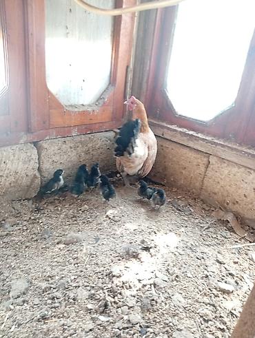 cins xoruz harda banliyar: Toyuq, Yumurtalıq, Ödənişli çatdırılma — 2