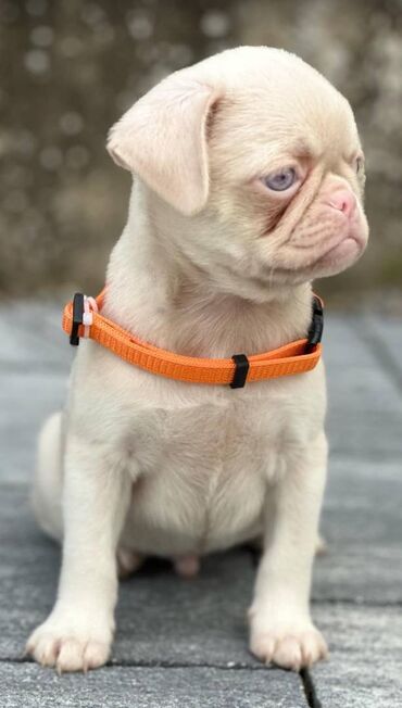 Psi: Pink Mops štenci na prodaju, stari 2 meseca. Moguća dostava na Vašu na lalafo.rs — 2 Psi: Pink Mops štenci na prodaju, stari 2 meseca. Moguća dostava na Vašu — 2