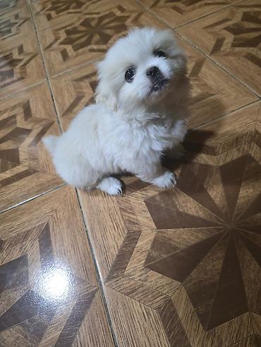 İtlər: Pekines, 2 ay, Dişi — 11
