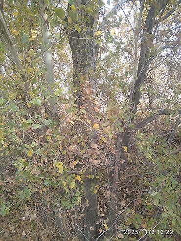 Тополь: Тополя для озеленения/живой изгороди - Порода: тополь (пирамидальный — 19