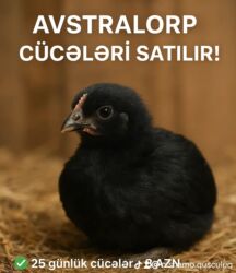 где продаются кошки: Toyuq cücələri, Ətlik, Pulsuz çatdırılma