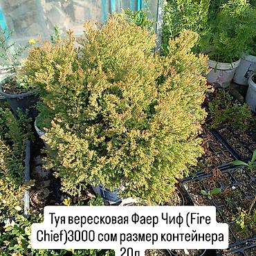 фир файер: Туя декоративная «Фаер-Чиф» — для красоты и уюта вашего пансионата! — 3