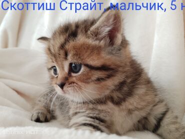 шотландский кот цена: Скотиш Фолд (Шотландиялык шалпаң кулак), 1 айлык, Ургаачы, Лотокко барууга үйрөтүлгөн, Курттардан тазаланган