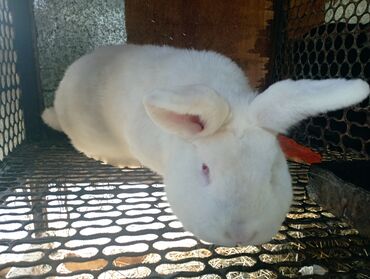 цена кролика живого: Продаю крола (самец) возраст 1 год