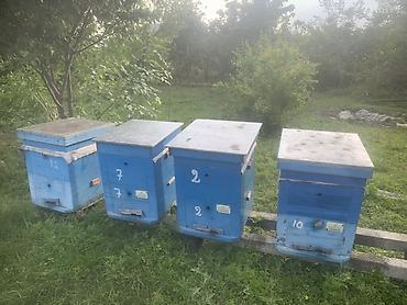 ucuz heyvanlar: Arıçılıq üçün ağac arı yeşikləri (kovanlar) Məhsul təsviri: - — 2