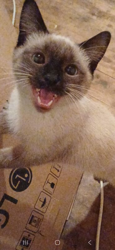 Pişiklər: Ünvandan götürmə — 6