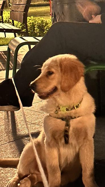labrador retriever: Retriever, 5 ay, Erkək — 1