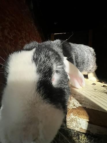 Кролики: Продаю | Крольчиха (самка), Кролик самец, Крольчата | Для разведения — 10