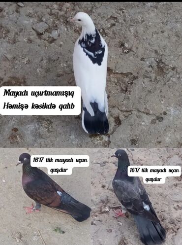 3 birgə 12m
ayrıca 5m