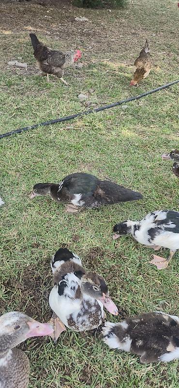 ordəy balası: Muscovy (indoutka) ördək balaları - Cins: Muscovy/indo ördək - Yaş — 3