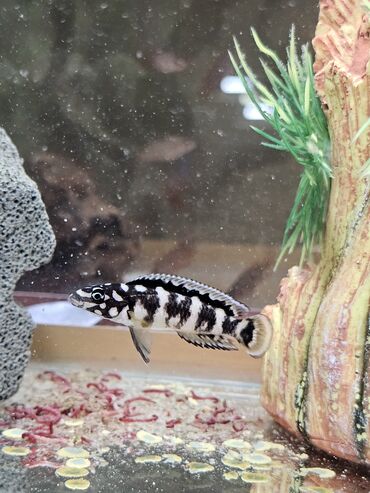 Рыбы: Цихлиды-подростки оптом! - бирюзовая акара - голубой дельфин - — 16