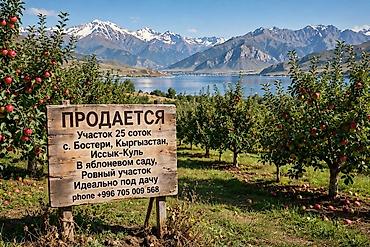 Куплю земельный участок: Земельный участок 25 соток, с. Бостери, Кыргызстан, озеро Иссык‑Куль — 1