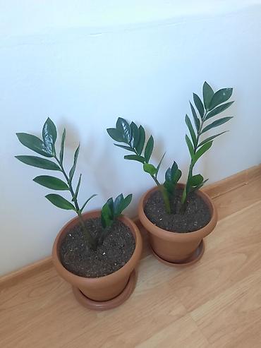 Dibçək gülü
zamioculcas lalafo.az -da Dibçək gülü
zamioculcas