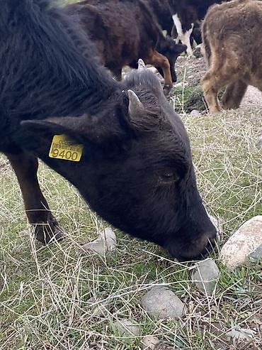 Коровы, быки: Продаю | Бык (самец) | Полукровка | Для разведения — 4