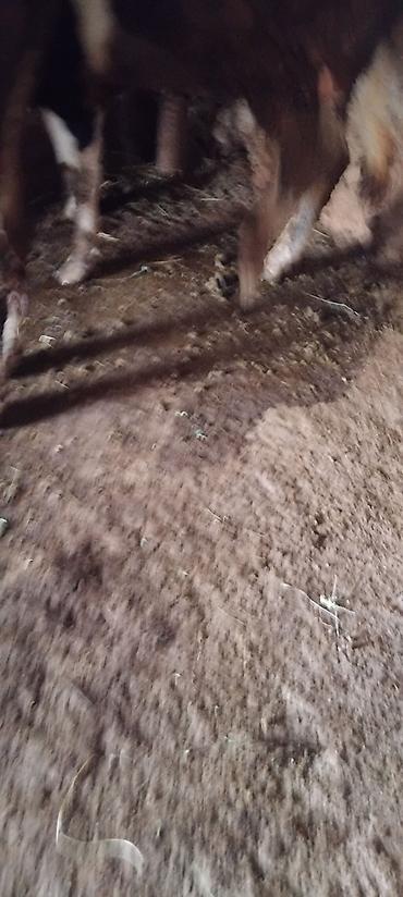 Коровы, быки: Продаю | Бык (самец) | На откорм at lalafo.kg — 5 Коровы, быки: Продаю | Бык (самец) | На откорм — 5