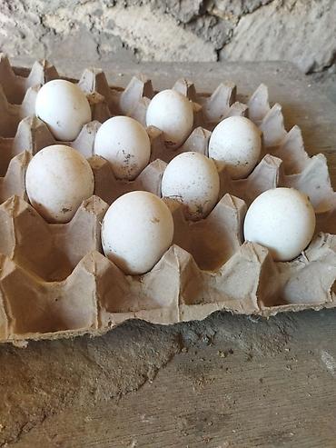 barred rock: Hinduşka mayalı yumurtası Amerikan bronzo — 2