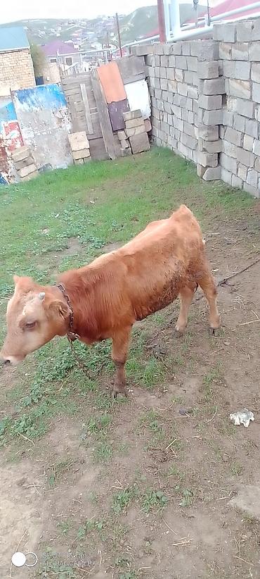pitbul satisi: Erkəy dana Satılır 5-6 aylıq di real alıcıya yol pulu keçər — 4