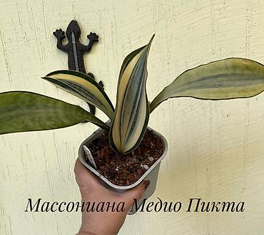 тещя: Сансевиерия (Sansevieria, «тещин язык») – компактные комнатные — 10