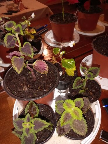 Otaq bitkiləri: Qırmızı poinsetiya (Atatürk çiçəyi) və dekorativ koles (Coleus) — 9