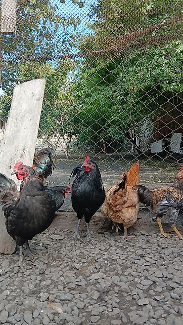 sirin pisik səkilləri: Toyuq, Damazlıq — 3