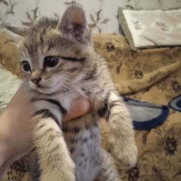 когтеточки для котов: 1 месяц, Девочка, Приучена к лотку