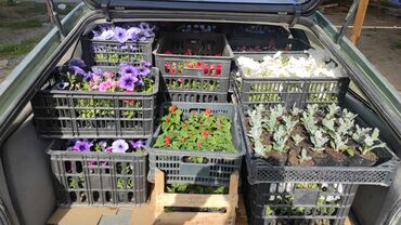 Теплицы: Ищу инвестора для масштабирования тепличного хозяйства и развития — 16