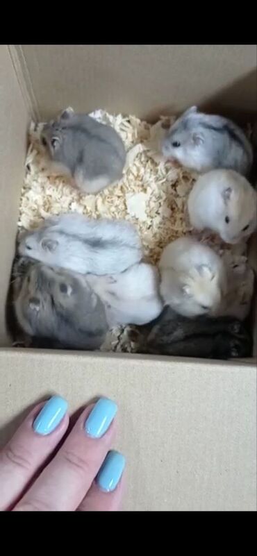 Хомяки: Продаются хомячки джунгарские, сирийские, ангорские пушистые хомячки — 7