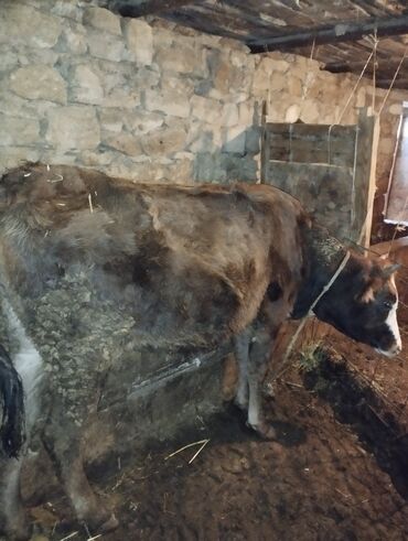 Dana, buzov: Dana, buzov, Erkək, ay: 6, Ətlik — 9