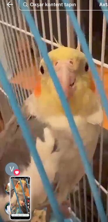 Tutuquşları: Məhsul: KORELLA tutuquşusu (Cockatiel) Təsvir: - Ağ-boz bədən rəngi — 4