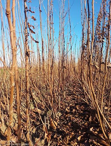 Tinglər: Xurma tingləri satışdadır çatdırılma pulsuzdur siz sifariş verin — 13