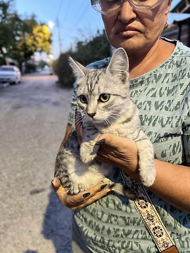 котёнок бесплатно: Кошка даром: Беспородная, 4 месяца, Девочка — 6