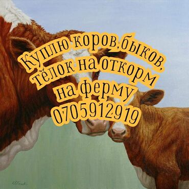 продажа коров: Куплю | Коровы, быки, Лошади, кони | Круглосуточно, На откорм, Самовывоз