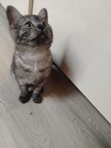 Pişiklər: Yaxşı əllərə — 6