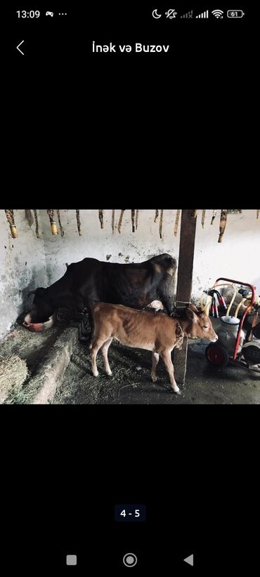 Arılar: Dişi, il: 3