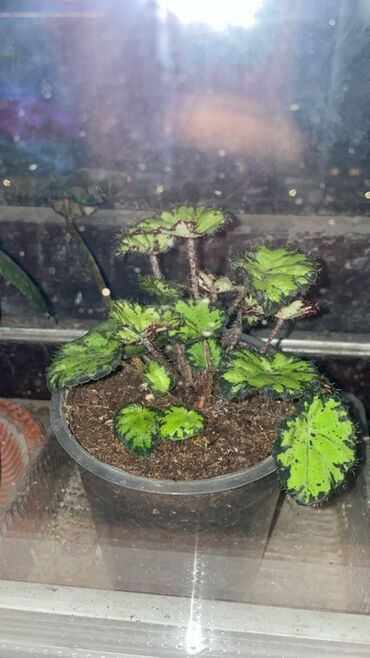 Otaq bitkiləri: Bu begoniya bitkisi yaşıl və tünd yaşıl ləkələrlə bəzədilmiş geniş — 10