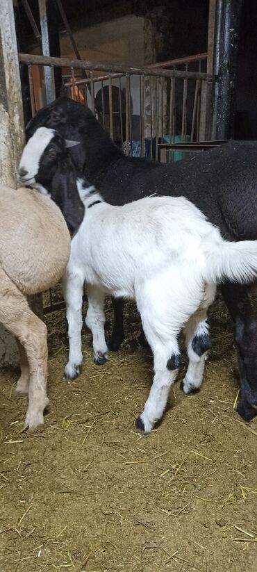 объявления о найденных животных: Продаю | Козёл (самец) | Битал | Для разведения | Осеменитель