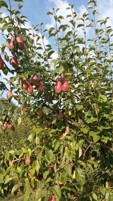 электронный жайнамаз бишкек цена: Груши Оптом, Самовывоз